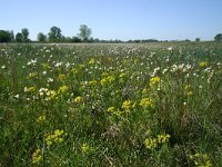 F, Allier, Agonges 22, Saxifraga-Dirk Hilbers