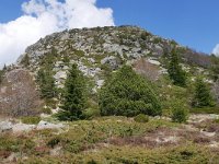 F, Ardeche, Saint-Martial, Mont Gerbier de Jonc 2, Saxifraga-Tom Heijnen