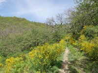 F, Ardeche, Saint-Pierreville, NW of Saint-Pierreville village 1, Saxifraga-Tom Heijnen