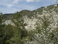 F, Drome, Montbrun les Bains 4, Saxifraga-Willem van Kruijsbergen