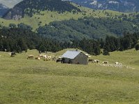 F, Drome, Treschenu-Creyers, Abri de l' Essaure 15, Saxifraga-Willem van Kruijsbergen