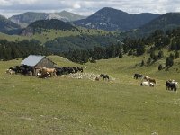 F, Drome, Treschenu-Creyers, Abri de l' Essaure 17, Saxifraga-Willem van Kruijsbergen