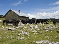 F, Drome, Treschenu-Creyers, Abri de l' Essaure 9, Saxifraga-Willem van Kruijsbergen