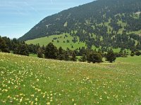 F, Drome, Treschenu-Creyers, Col de Menee 8, Saxifraga-Willem van Kruijsbergen