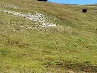 F, Drome, Treschenu-Creyers, Crete de Jiboui 2, Saxifraga-Jan van der Straaten