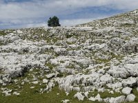 F, Drome, Treschenu-Creyers, Vallon de Combeau 104, Saxifraga-Willem van Kruijsbergen