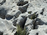 F, Drome, Treschenu-Creyers, Vallon de Combeau 27, Saxifraga-Jan van der Straaten