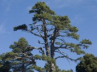 F, Drome, Treschenu-Creyers, Vallon de Combeau 63, Saxifraga-Willem van Kruijsbergen