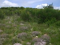 F, Gard, Blandas, Causse de Blandas 3, Saxifraga-Dirk Hilbers