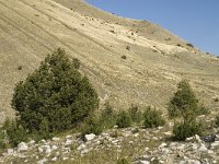 F, Hautes-Alpes, Noyer, Col du Noyer 6, Saxifraga-Jan van der Straaten