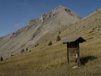 F, Hautes-Alpes, Noyer, Tete de Claudel 2, Saxifraga-Jan van der Straaten