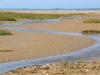 F, Manche, Sainte-Marie-du Mont, Domaine de Beauguillot 2, Saxifraga-Foto Fitis-Sytske Dijksen