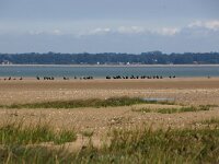 F, Manche, Sainte-Marie-du Mont, Domaine de Beauguillot 3, Saxifraga-Foto Fitis-Sytske Dijksen