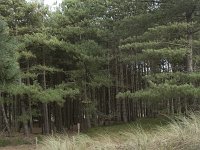 F, Pas-de-Calais, Wimereux, Dunes de la Slack 23, Saxifraga-Willem van Kruijsbergen