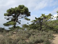 F, Pas-de-Calais, Wimereux, Dunes de la Slack 31, Saxifraga-Willem van Kruijsbergen