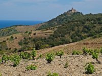 F, Pyrenees Orientales, Collioure 4, Saxifraga-Hans Dekker