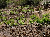 F, Pyrenees Orientales, Collioure 2, Saxifraga-Hans Dekker