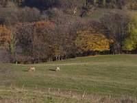 F, Saone-et-Loire, Dompiere-les-Ormes, Pezanin 1, Saxifraga-Jan Nijendijk