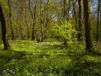 Bois de Maillace, Saône et Loire, Frankrijk