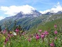 F, Savoie, Val-Cenis, Parc national de la Vanoise near Bellecombe 3, Saxifraga-Tom Heijnen