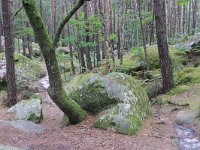 F, Seine-et-Marne, Barbizon, Foret de Fontainebleau 13, Saxifraga-Jan C van der Straaten