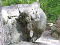 F, Seine-et-Marne, Barbizon, Foret de Fontainebleau 9, Saxifraga-Jan C van der Straaten