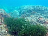 F, Var, Bandol, Ile Rousse in Mer Mediterranee 1, Saxifraga-Tom Heijnen