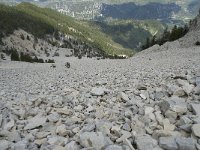 F, Vaucluse, Bedoin, Mont Ventoux 30, Saxifraga-Willem van Kruijsbergen