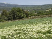 F, Vaucluse, Bedoin, Mont Ventoux 45, Saxifraga-Willem van Kruijsbergen