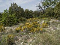 F, Vaucluse, Bedoin, les Baux 8, Saxifraga-Willem van Kruijsbergen