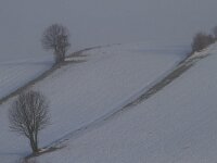 D, Bayern, Grafenau 2, Saxifraga-Jan Nijendijk