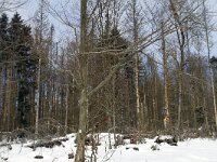 D, Bayern, Grafenau, Naturpark, Bayerischer Wald 1, Saxifraga-Jan Nijendijk