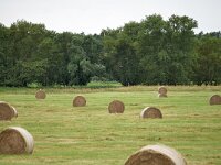 D, Brandenburg, Lenzerwische, Elbe valley near Kietz 1, Saxifraga-Tom Heijnen