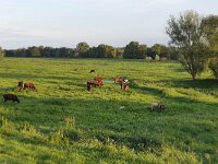 D, Brandenburg, Lenzerwische, Elbe valley near Kietz 2, Saxifraga-Tom Heijnen