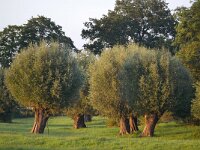 D, Brandenburg, Lenzerwische, Elbe valley near Kietz 4, Saxifraga-Tom Heijnen