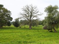 D, Brandenburg, Lenzerwische, Elbe valley near Lenzen 4, Saxifraga-Tom Heijnen
