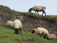 GB, Cornwall, Porthleven 7, Saxifraga-Foto Fitis-Sytske Dijksen
