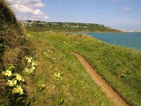 GB, Cornwall, St Ives, SW Coastpath 2, Saxifraga-Foto Fitis-Sytske Dijksen
