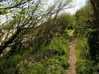 GB, Cornwall, St Ives, SW Coastpath 3, Saxifraga-Foto Fitis-Sytske Dijksen