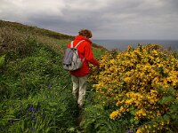 GB, Cornwall, St Ives, SW Coastpath 6, Saxifraga-Foto Fitis-Sytske Dijksen