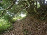 GB, Cornwall, Truro, SW Coastpath, St Mawes 2, Saxifraga-Foto Fitis-Sytske Dijksen