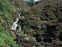 GB, Cumbria, Keswick, High Seat 5, Saxifraga-Jan van der Straaten