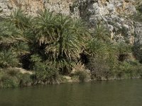 GR, Crete, Rethimnon, Limni, Helidomon Gorge 9, Saxifraga-Willem van Kruijsbergen