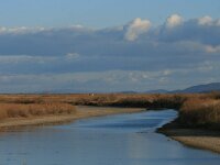 GR, Evros, Alexandroupolis, Evros Delta 31, Saxifraga-Dirk Hilbers