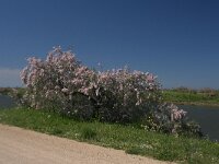 GR, Evros, Alexandroupolis, Evros Delta 63, Saxifraga-Dirk Hilbers