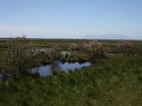 GR, Evros, Alexandroupolis, Evros Delta 71, Saxifraga-Dirk Hilbers