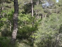 GR, Evros, Soufli, Dadia forest 60, Saxifraga-Dirk Hilbers