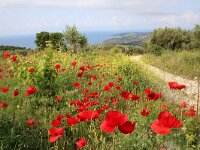 GR, Ionia Nisia, Kefalonia 10, Saxifraga-Foto Fitis-Sytske Dijksen