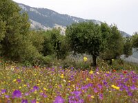GR, Ionia Nisia, Kefalonia 7, Saxifraga-Foto Fitis-Sytske Dijksen