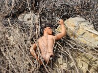 GR, Ionia Nisia, Lefkas 13, Saxifraga-Foto Fitis-Sytske Dijksen